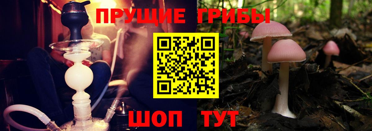 Галлюциногенные грибы Psilocybine cubensis Костомукша